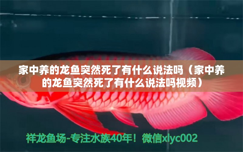 家中養(yǎng)的龍魚突然死了有什么說法嗎（家中養(yǎng)的龍魚突然死了有什么說法嗎視頻）