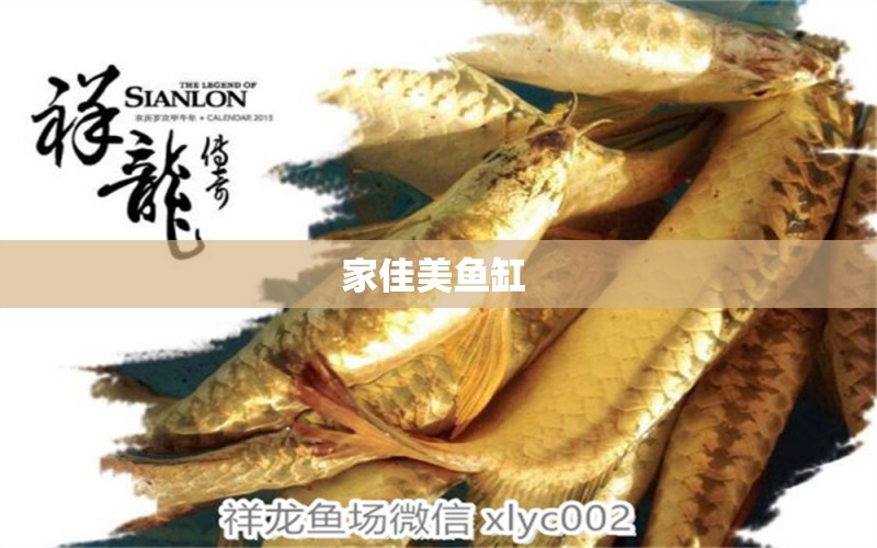 家佳美魚(yú)缸  印尼虎苗