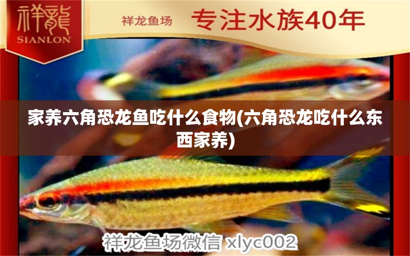 家養(yǎng)六角恐龍魚吃什么食物(六角恐龍吃什么東西家養(yǎng)) 魚缸/水族箱