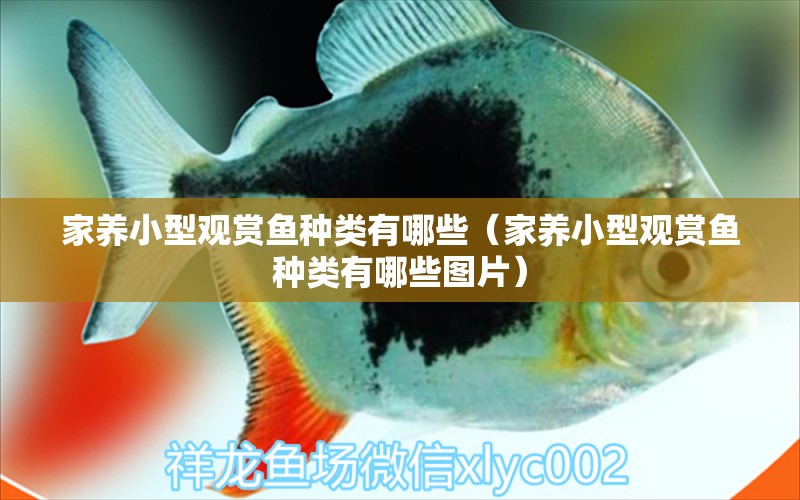 家養(yǎng)小型觀賞魚種類有哪些（家養(yǎng)小型觀賞魚種類有哪些圖片）