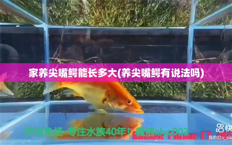 家養(yǎng)尖嘴鱷能長多大(養(yǎng)尖嘴鱷有說法嗎) 金老虎魚