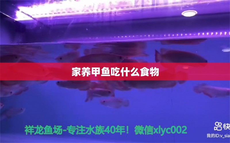 家養(yǎng)甲魚吃什么食物 祥龍藍(lán)珀金龍魚 第2張