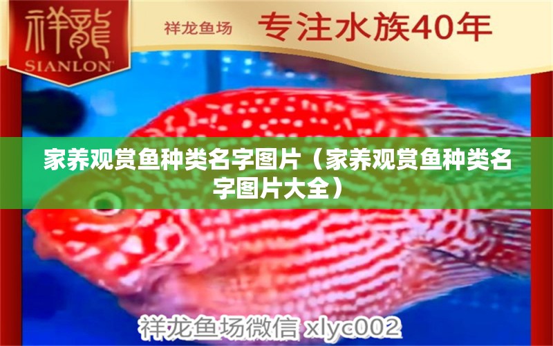 家養(yǎng)觀賞魚(yú)種類名字圖片（家養(yǎng)觀賞魚(yú)種類名字圖片大全） 觀賞魚(yú)市場(chǎng)（混養(yǎng)魚(yú)）