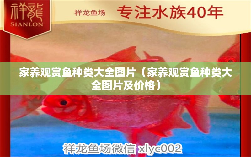 家養(yǎng)觀賞魚種類大全圖片（家養(yǎng)觀賞魚種類大全圖片及價格）