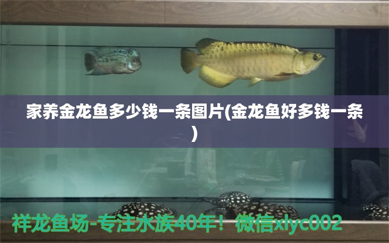 家養(yǎng)金龍魚(yú)多少錢(qián)一條圖片(金龍魚(yú)好多錢(qián)一條) 觀賞魚(yú)魚(yú)苗 第1張