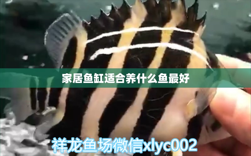 家居魚缸適合養(yǎng)什么魚最好 觀賞魚