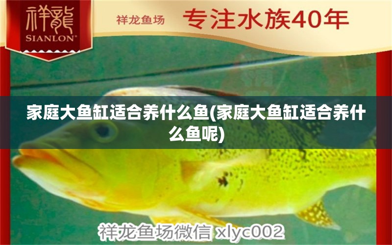 家庭大魚(yú)缸適合養(yǎng)什么魚(yú)(家庭大魚(yú)缸適合養(yǎng)什么魚(yú)呢) 2024第28屆中國(guó)國(guó)際寵物水族展覽會(huì)CIPS（長(zhǎng)城寵物展2024 CIPS）