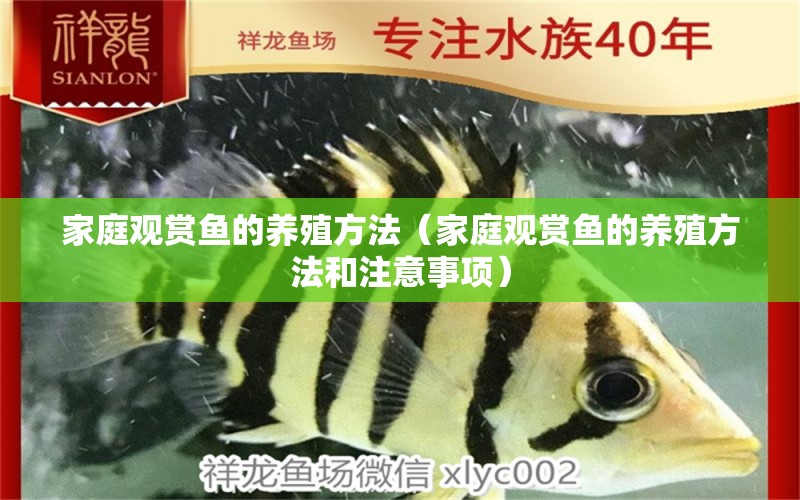 家庭觀(guān)賞魚(yú)的養(yǎng)殖方法（家庭觀(guān)賞魚(yú)的養(yǎng)殖方法和注意事項(xiàng)）