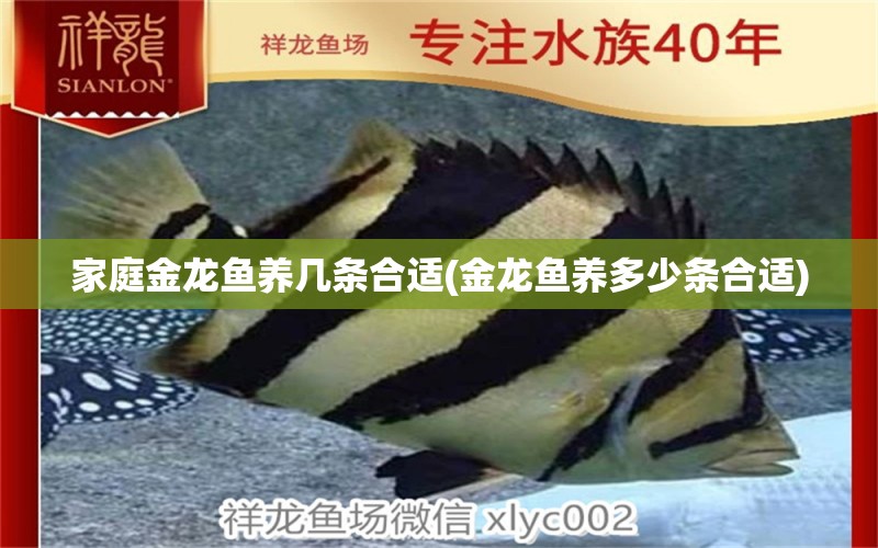 家庭金龍魚養(yǎng)幾條合適(金龍魚養(yǎng)多少條合適) 超血紅龍魚