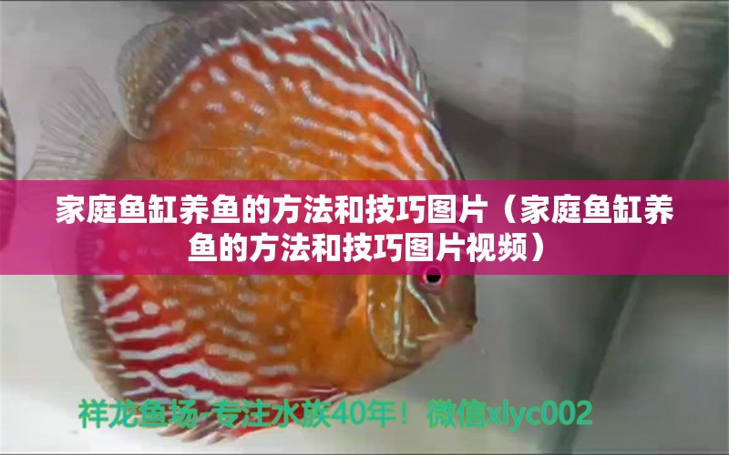 家庭魚缸養(yǎng)魚的方法和技巧圖片（家庭魚缸養(yǎng)魚的方法和技巧圖片視頻） 喂食器