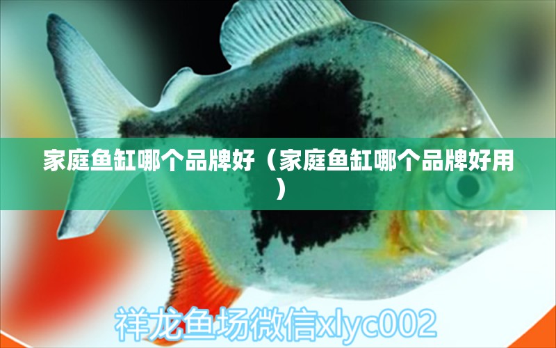 家庭魚缸哪個品牌好（家庭魚缸哪個品牌好用） 黑云魚