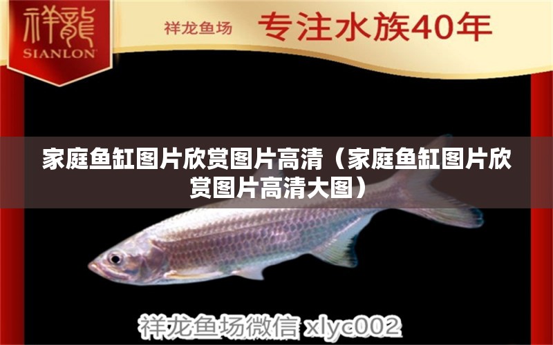 家庭魚缸圖片欣賞圖片高清（家庭魚缸圖片欣賞圖片高清大圖） 廣州祥龍國際水族貿(mào)易