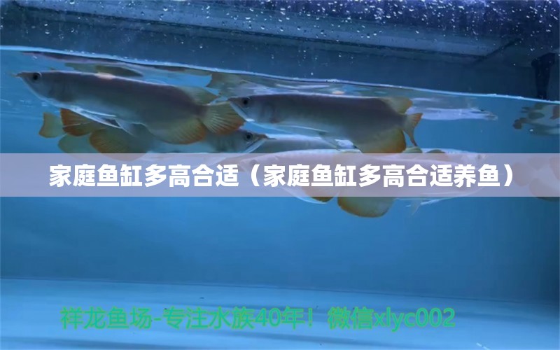 家庭魚缸多高合適（家庭魚缸多高合適養(yǎng)魚）