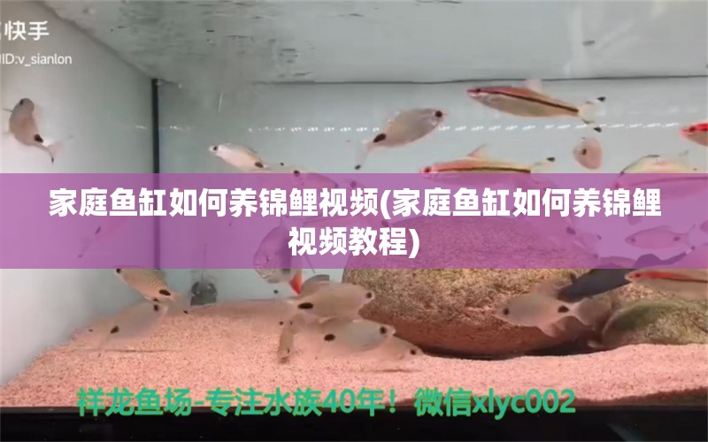 家庭魚缸如何養(yǎng)錦鯉視頻(家庭魚缸如何養(yǎng)錦鯉視頻教程) 黑水素 第1張