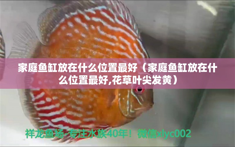 家庭魚缸放在什么位置最好（家庭魚缸放在什么位置最好,花草葉尖發(fā)黃） 祥龍水族醫(yī)院