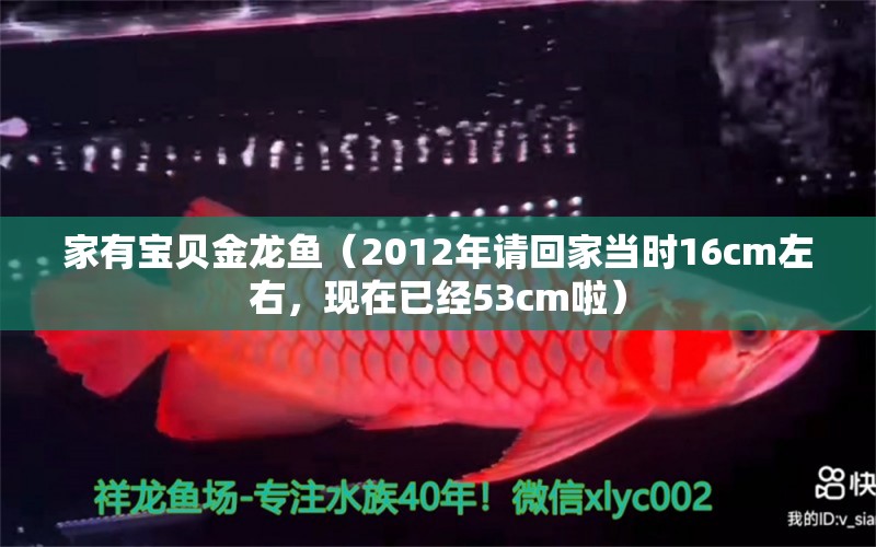 家有寶貝金龍魚（2012年請回家當時16cm左右，現(xiàn)在已經(jīng)53cm啦） 觀賞魚論壇 第3張