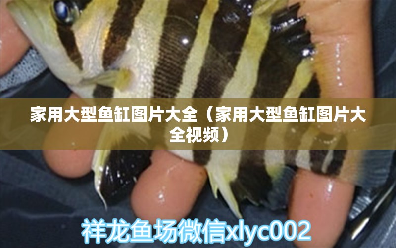 家用大型魚(yú)缸圖片大全（家用大型魚(yú)缸圖片大全視頻）