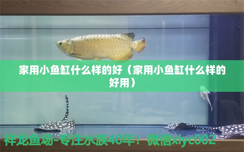 家用小魚缸什么樣的好（家用小魚缸什么樣的好用）