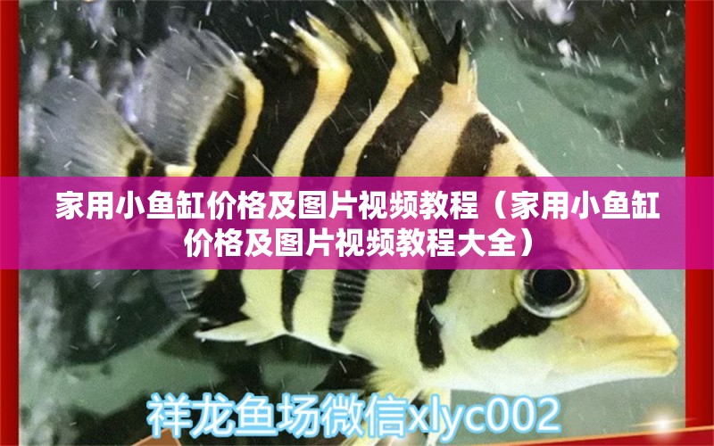 家用小魚缸價格及圖片視頻教程（家用小魚缸價格及圖片視頻教程大全）