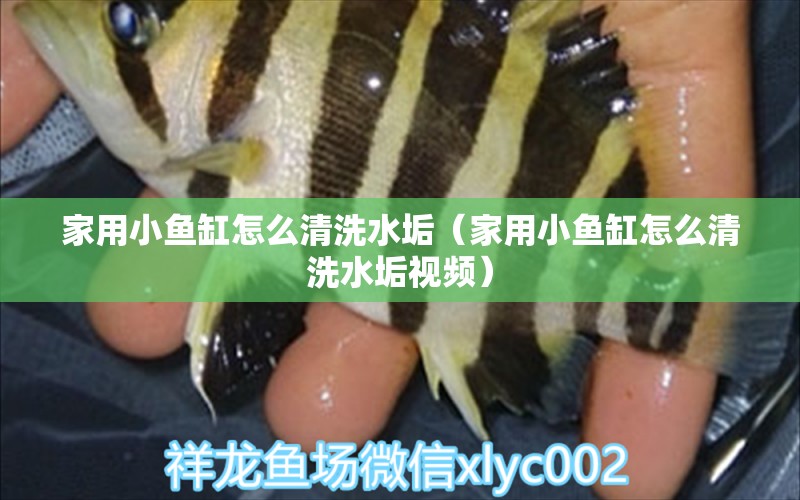 家用小魚缸怎么清洗水垢（家用小魚缸怎么清洗水垢視頻）