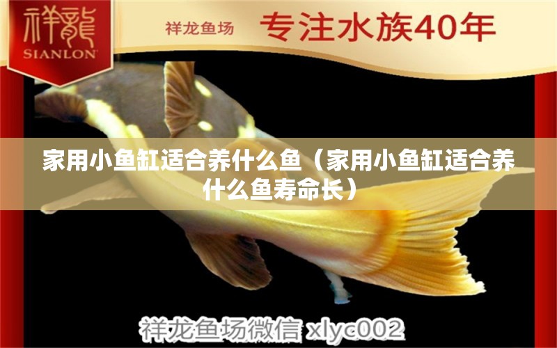 家用小魚缸適合養(yǎng)什么魚（家用小魚缸適合養(yǎng)什么魚壽命長）