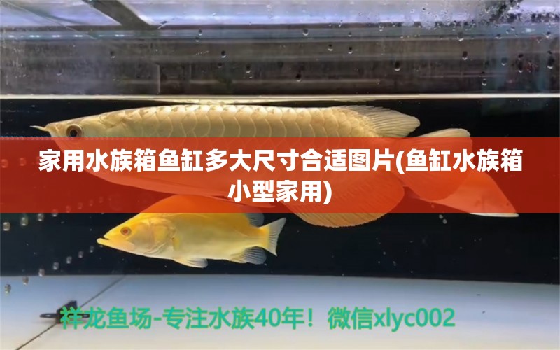 家用水族箱魚缸多大尺寸合適圖片(魚缸水族箱小型家用) 魚缸/水族箱