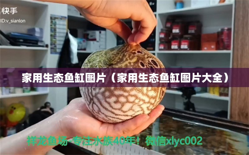 家用生態(tài)魚缸圖片（家用生態(tài)魚缸圖片大全） 白子紅龍魚