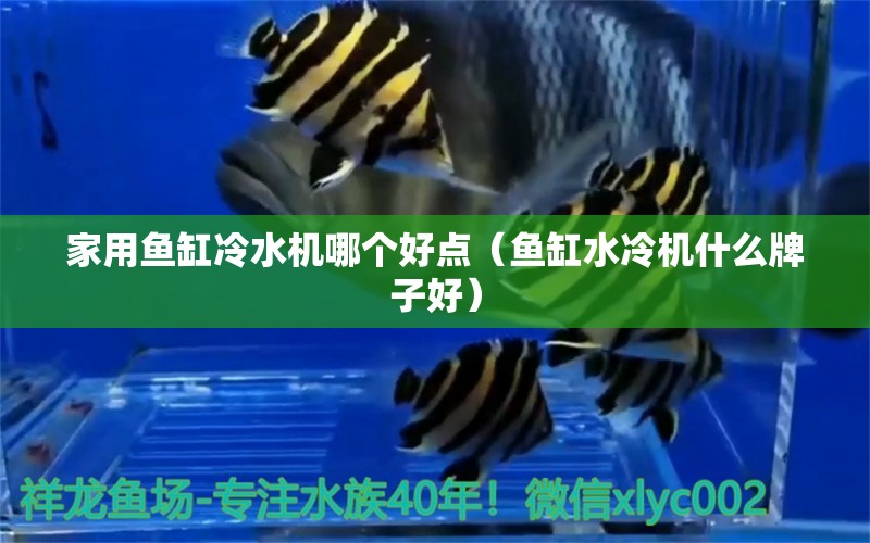 家用魚(yú)缸冷水機(jī)哪個(gè)好點(diǎn)（魚(yú)缸水冷機(jī)什么牌子好） 紅尾平克魚(yú) 第1張