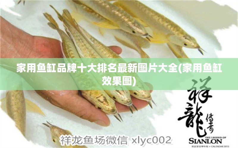 家用魚缸品牌十大排名最新圖片大全(家用魚缸效果圖)