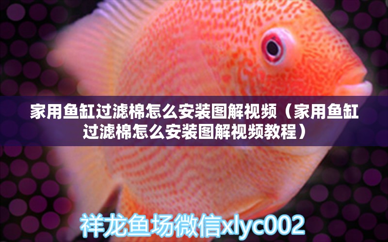 家用魚缸過濾棉怎么安裝圖解視頻（家用魚缸過濾棉怎么安裝圖解視頻教程） 觀賞魚市場（混養(yǎng)魚）