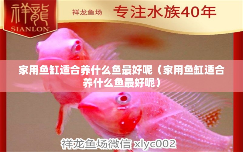 家用魚缸適合養(yǎng)什么魚最好呢（家用魚缸適合養(yǎng)什么魚最好呢）