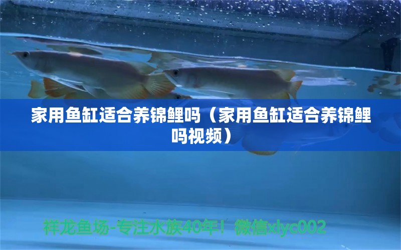 家用魚(yú)缸適合養(yǎng)錦鯉嗎（家用魚(yú)缸適合養(yǎng)錦鯉嗎視頻） 電鰻