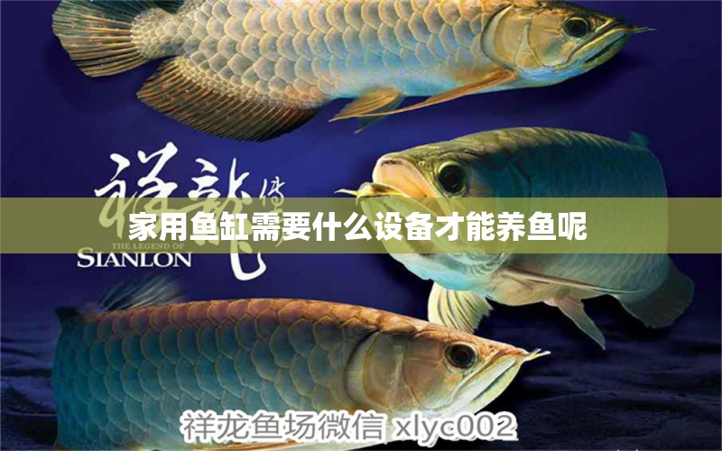 家用魚缸需要什么設(shè)備才能養(yǎng)魚呢 