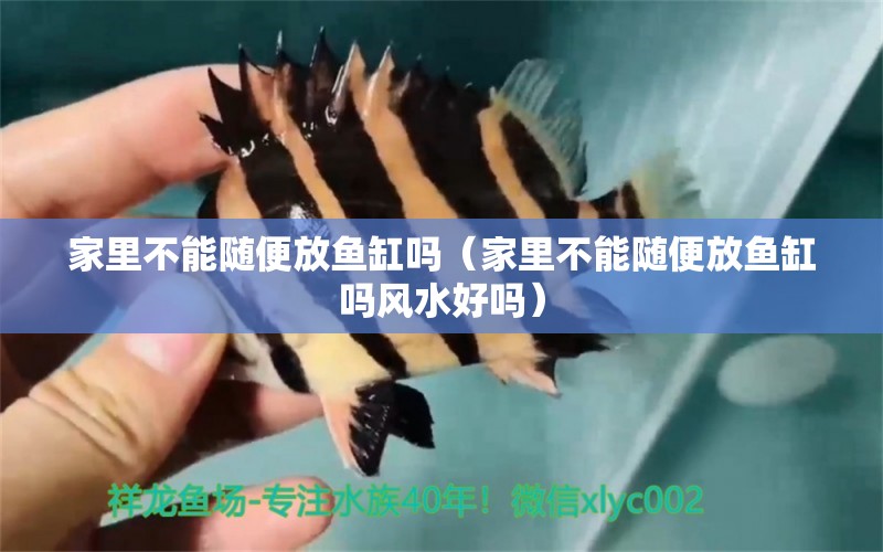 家里不能隨便放魚缸嗎（家里不能隨便放魚缸嗎風水好嗎） 帝王血鉆魚