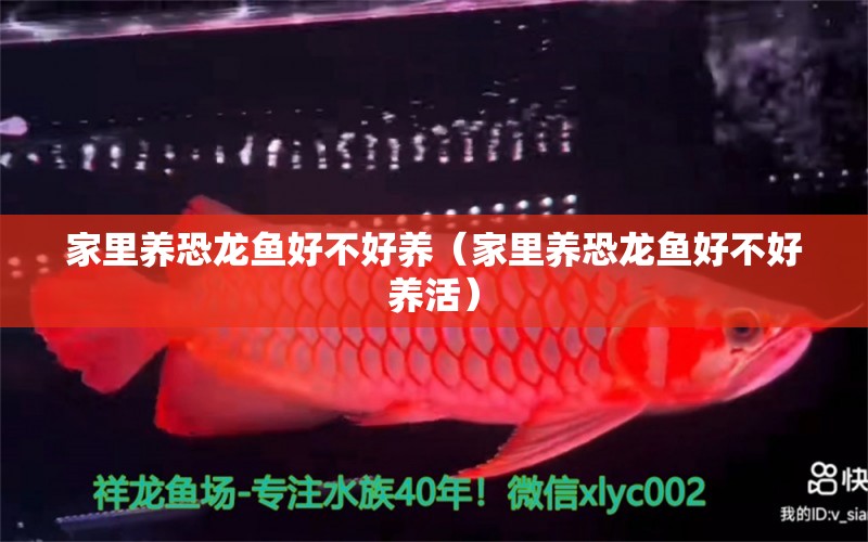 家里養(yǎng)恐龍魚好不好養(yǎng)（家里養(yǎng)恐龍魚好不好養(yǎng)活）