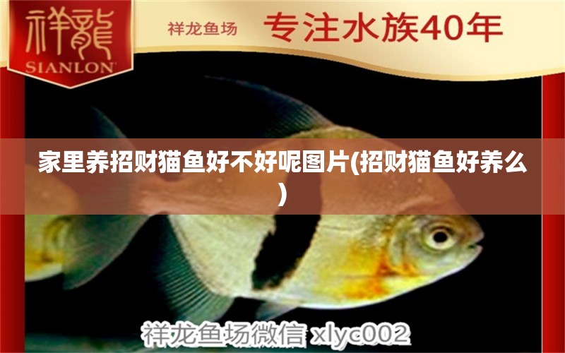 家里養(yǎng)招財(cái)貓魚好不好呢圖片(招財(cái)貓魚好養(yǎng)么) 七彩神仙魚