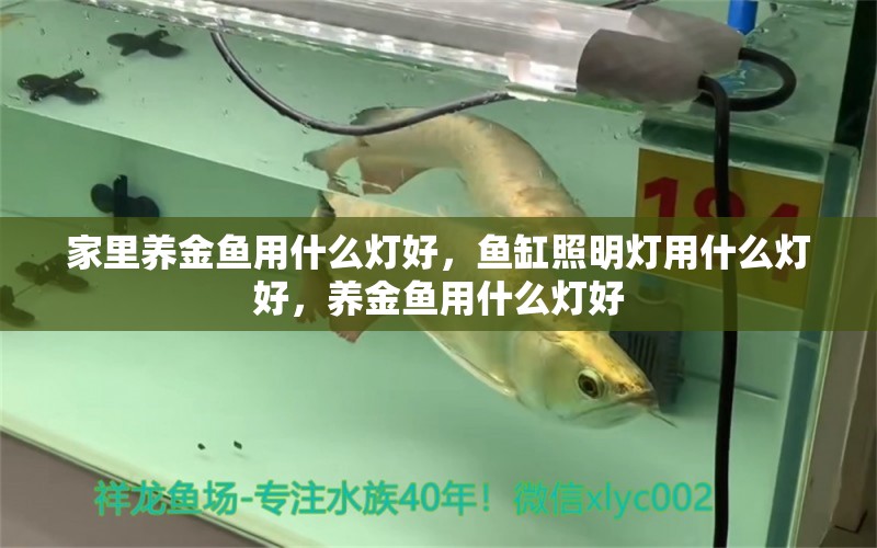 家里養(yǎng)金魚用什么燈好，魚缸照明燈用什么燈好，養(yǎng)金魚用什么燈好 養(yǎng)魚知識(shí)