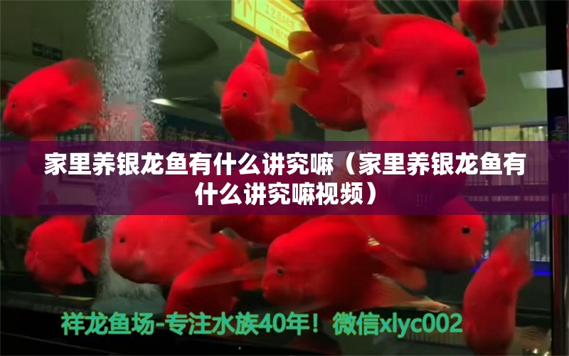 家里養(yǎng)銀龍魚有什么講究嘛（家里養(yǎng)銀龍魚有什么講究嘛視頻）