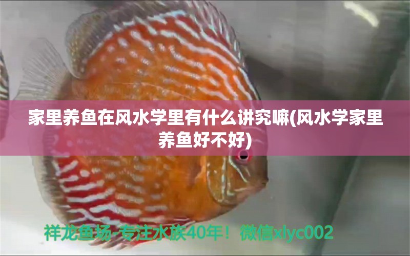 家里養(yǎng)魚在風(fēng)水學(xué)里有什么講究嘛(風(fēng)水學(xué)家里養(yǎng)魚好不好) 魚缸風(fēng)水 第1張