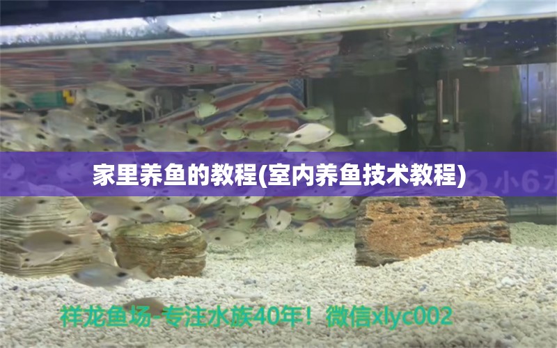 家里養(yǎng)魚(yú)的教程(室內(nèi)養(yǎng)魚(yú)技術(shù)教程) 黃寬帶蝴蝶魚(yú)