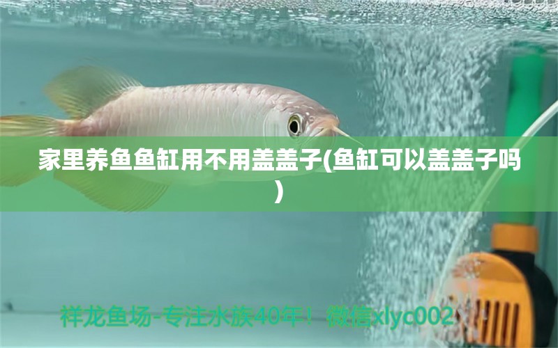 家里養(yǎng)魚魚缸用不用蓋蓋子(魚缸可以蓋蓋子嗎)