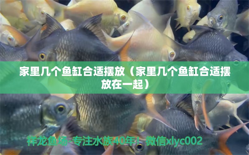 家里幾個魚缸合適擺放（家里幾個魚缸合適擺放在一起） 祥龍水族醫(yī)院