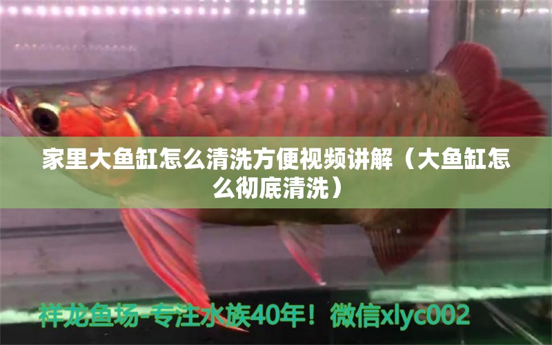 家里大魚缸怎么清洗方便視頻講解（大魚缸怎么徹底清洗） 魚糧魚藥