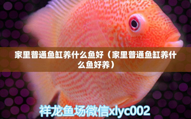 家里普通魚缸養(yǎng)什么魚好（家里普通魚缸養(yǎng)什么魚好養(yǎng)）