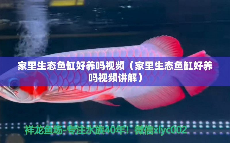 家里生態(tài)魚缸好養(yǎng)嗎視頻（家里生態(tài)魚缸好養(yǎng)嗎視頻講解）