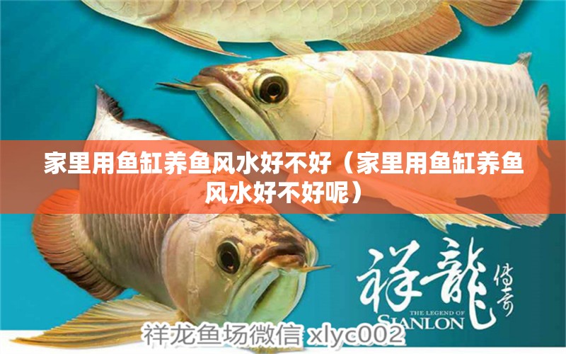 家里用魚缸養(yǎng)魚風水好不好（家里用魚缸養(yǎng)魚風水好不好呢） 魚缸風水