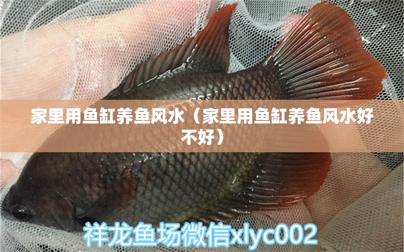 家里用魚缸養(yǎng)魚風(fēng)水（家里用魚缸養(yǎng)魚風(fēng)水好不好） 翡翠鳳凰魚