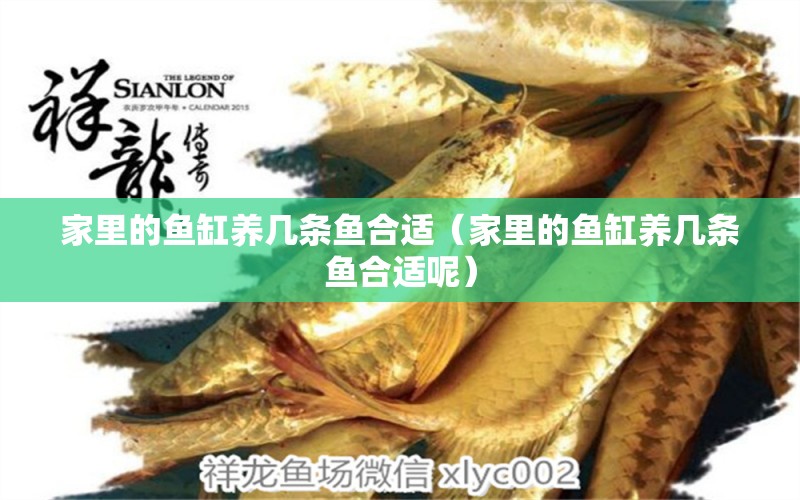 家里的魚缸養(yǎng)幾條魚合適（家里的魚缸養(yǎng)幾條魚合適呢）