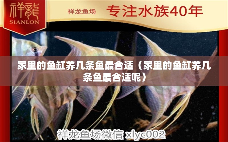 家里的魚缸養(yǎng)幾條魚最合適（家里的魚缸養(yǎng)幾條魚最合適呢）