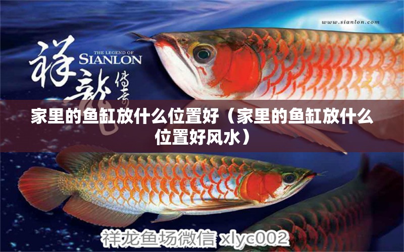 家里的魚缸放什么位置好（家里的魚缸放什么位置好風水）